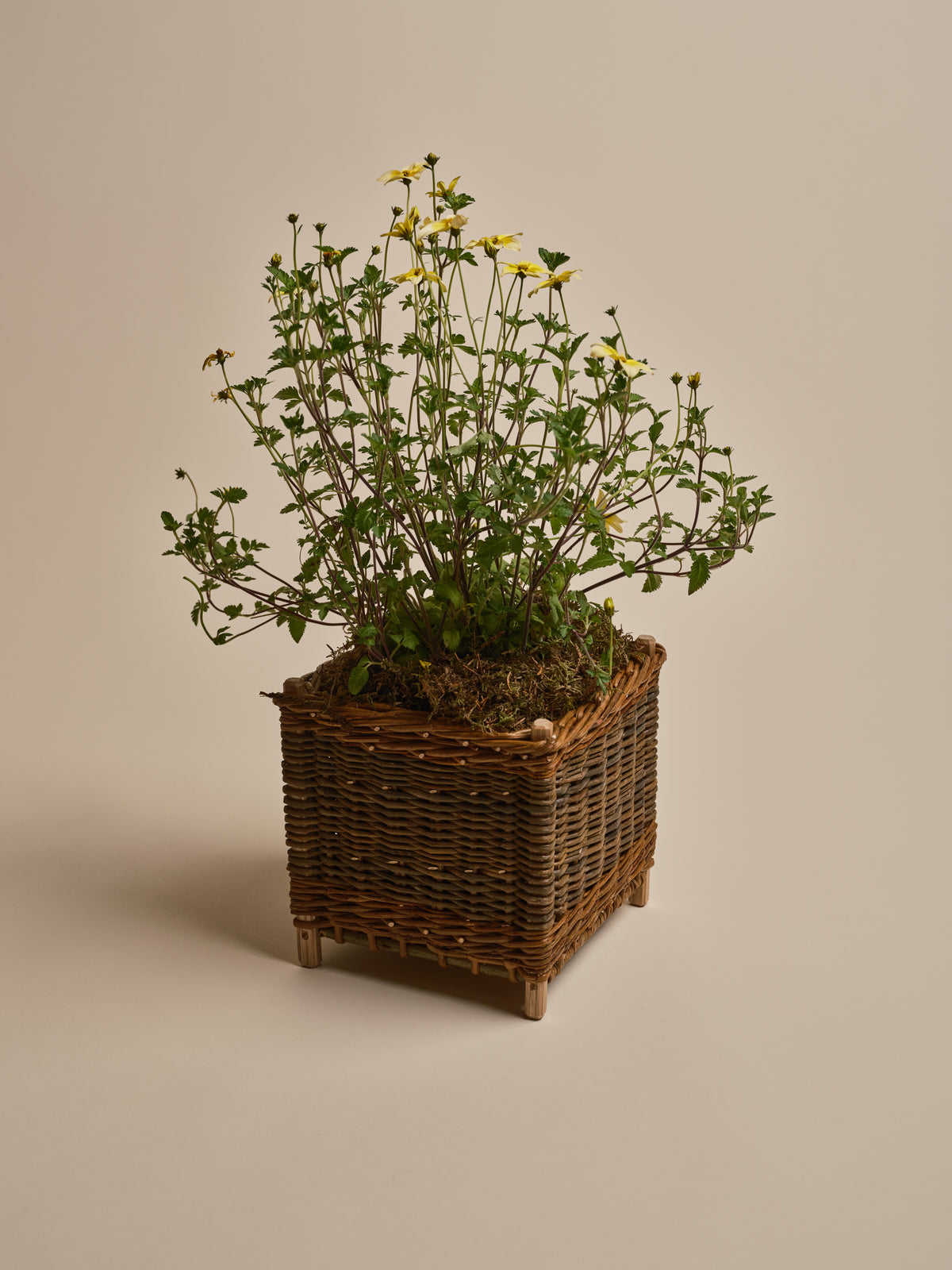 Wicker Cache Pot